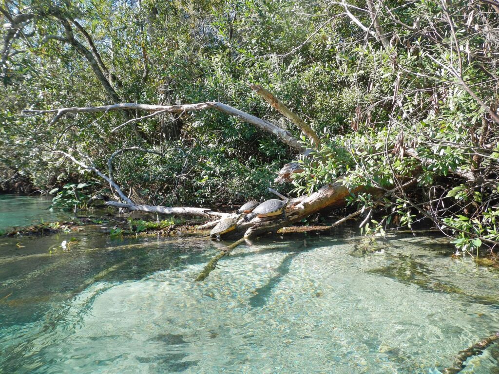 Turtles resting on a fallen branch above the clear water of the Weeki Wachee River