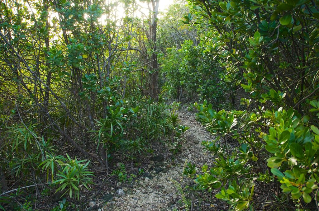 A trail through the coastal forest on Vieques, Puerto Rico