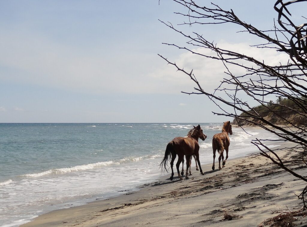 Free-roaming horses grazing on a beach on Vieques, Puerto Rico