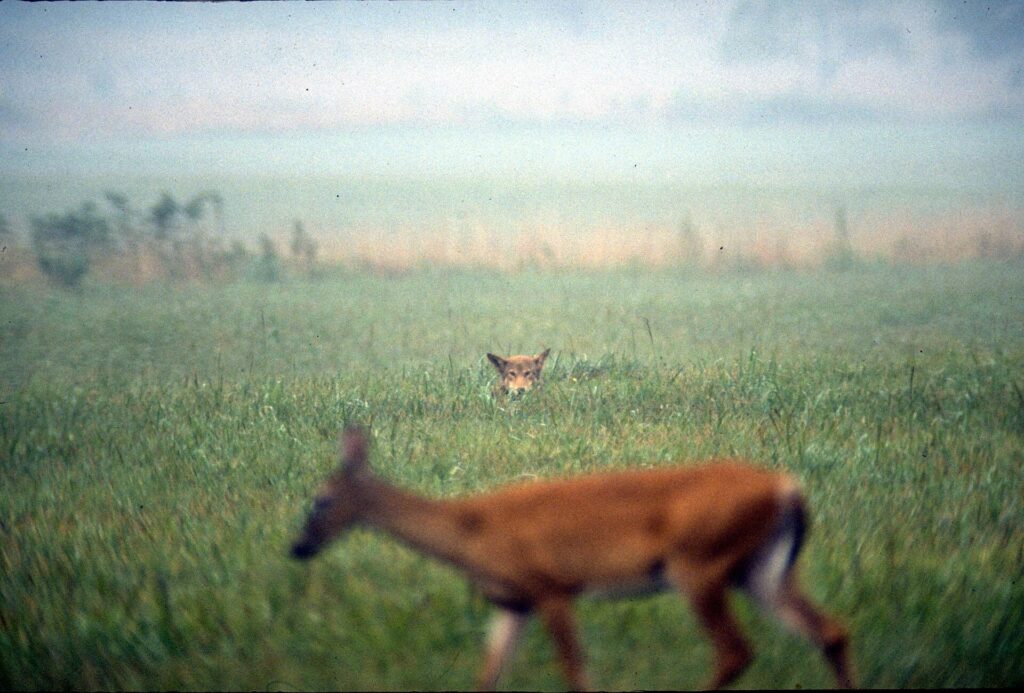 A deer and a red wolf in an open field in Cades Cove