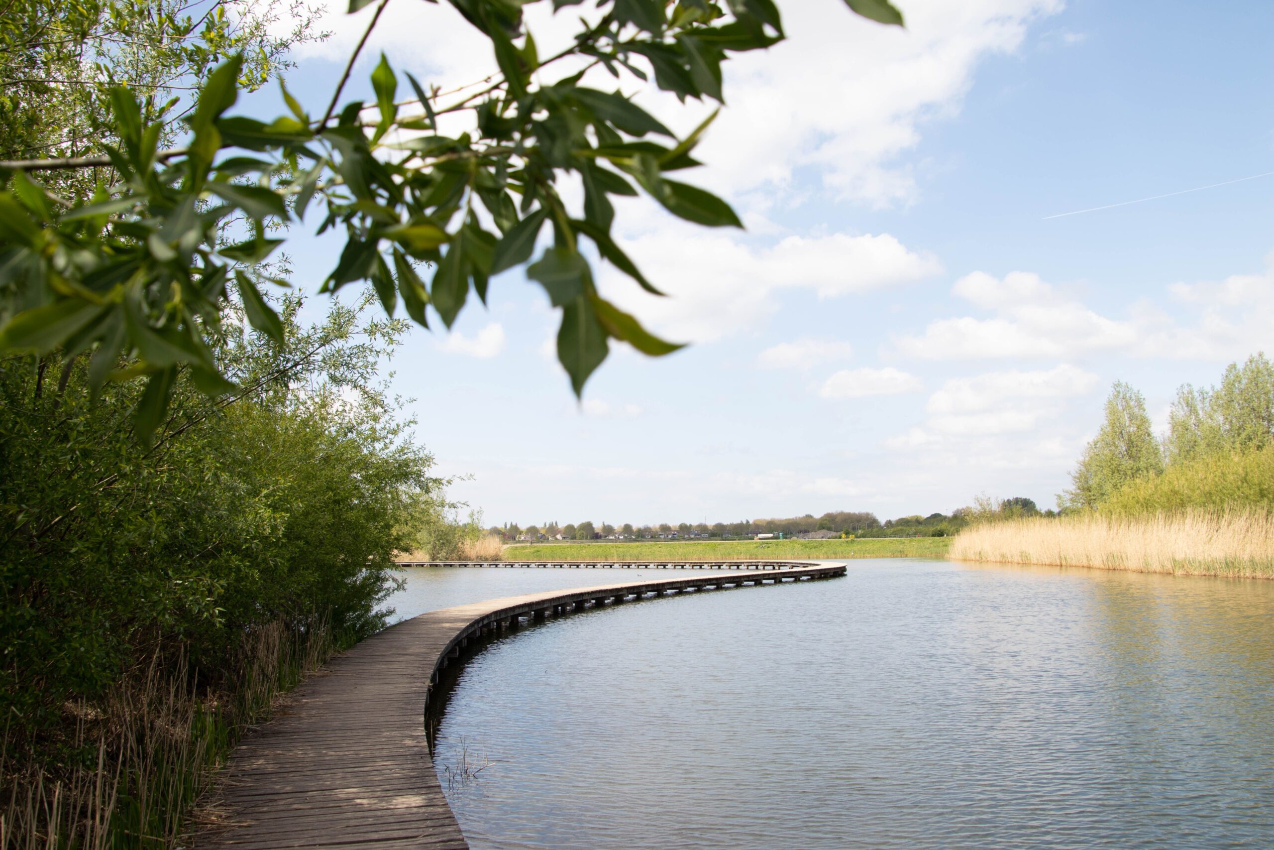 A wooden boardwalk curves along a wetland surrounded by marsh vegetation under a clear sky