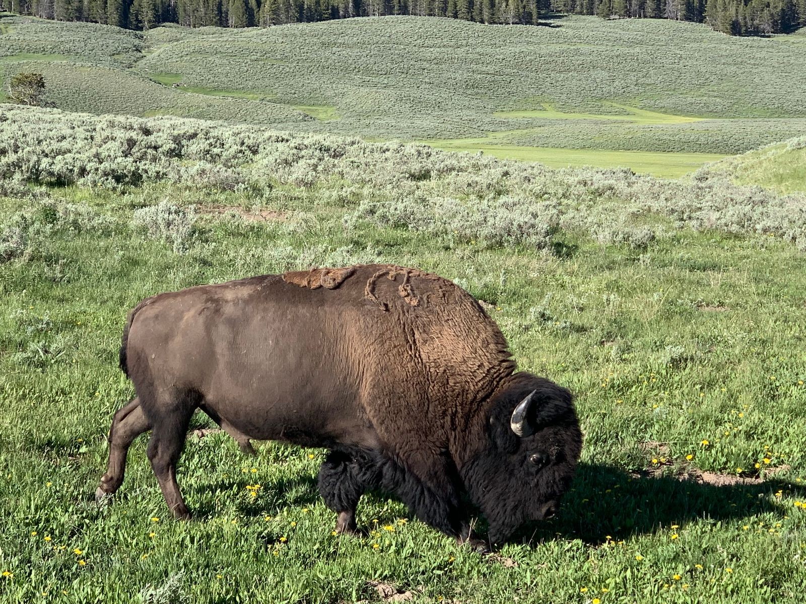 An American bison grazing in a grassy Yellowstone valley