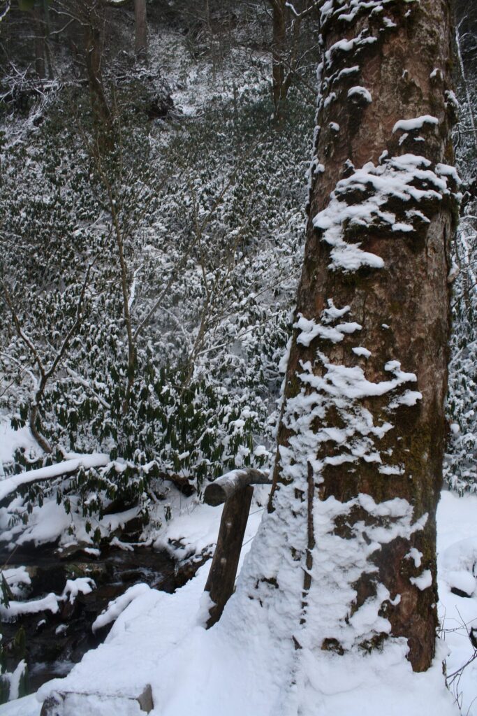 Snow-dusted creek bank and tree trunk beside the Alum Cave Trail in Great Smoky Mountains National Park