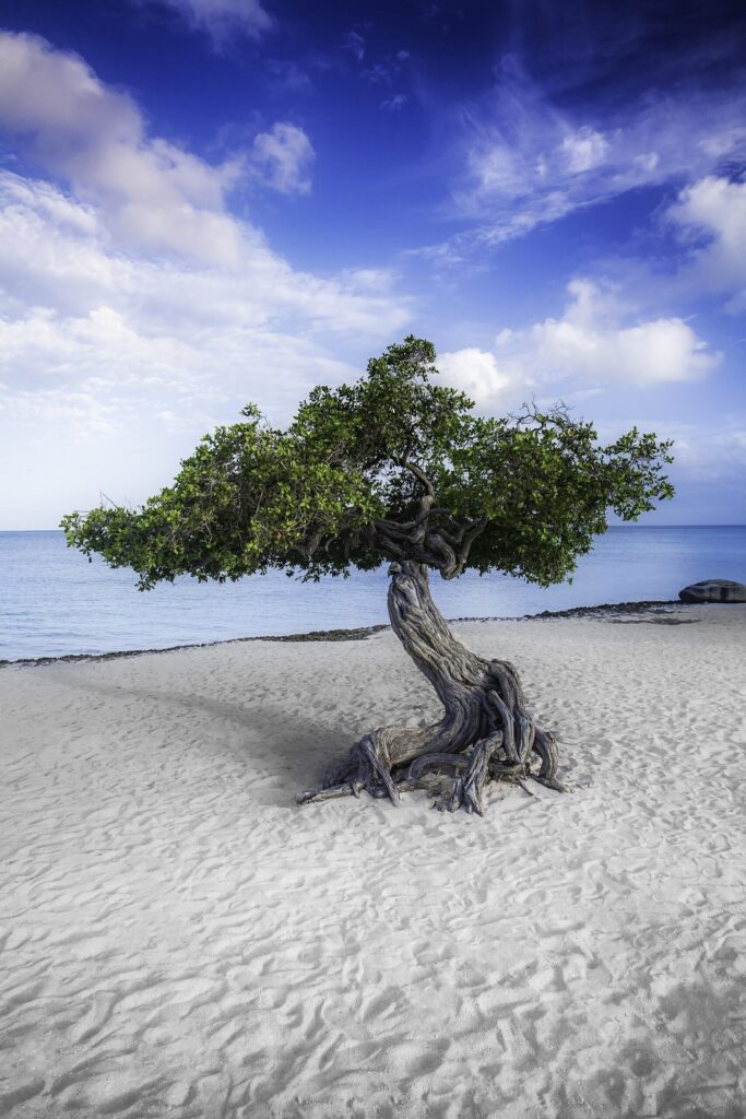Wind-bent fofoti tree on Eagle Beach, Aruba