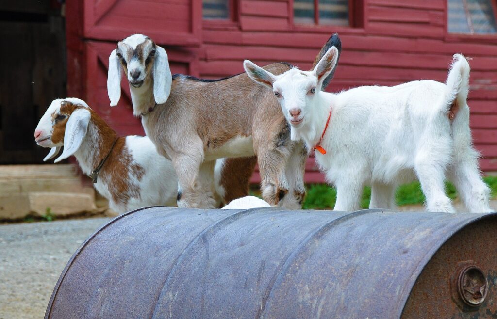 Goat kids on the grounds of Carl Sandburg Home National Historic Site at Flat Rock, North Carolina