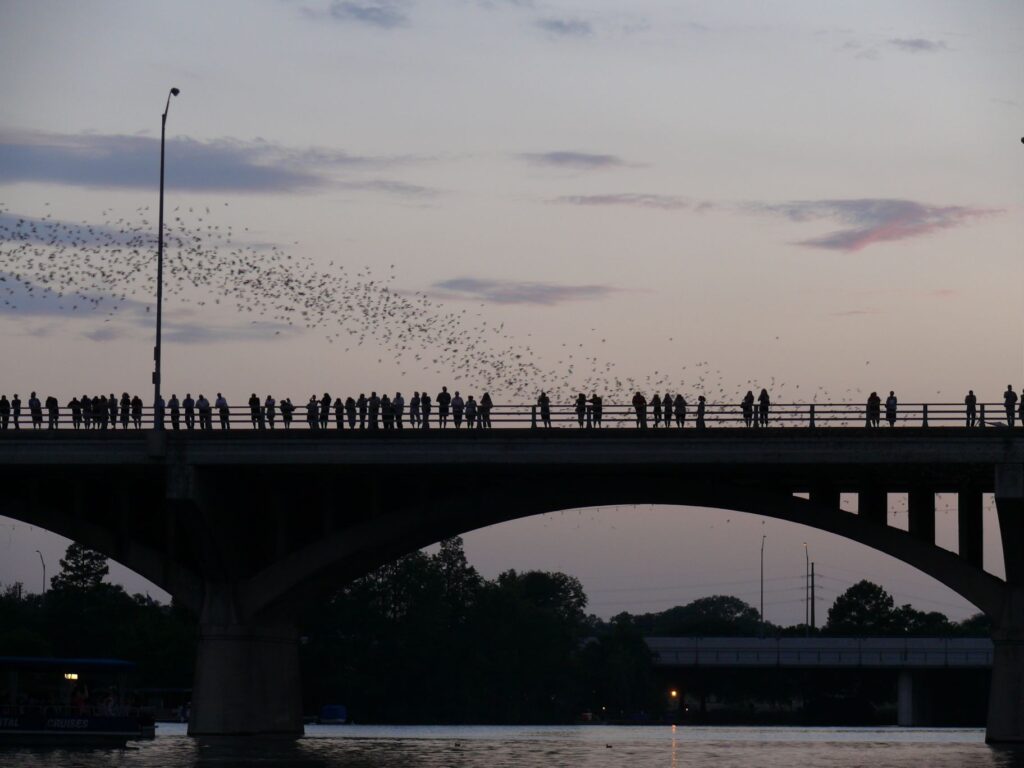 Bats streaming out from under the Congress Avenue Bridge at dusk in Austin, Texas