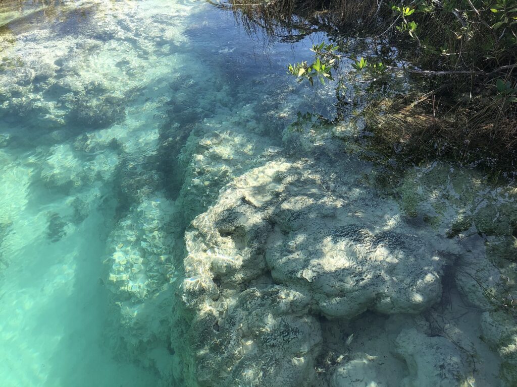 A large stromatolite, a rounded lumpy rock-like formation, in the shallow water of Laguna Bacalar