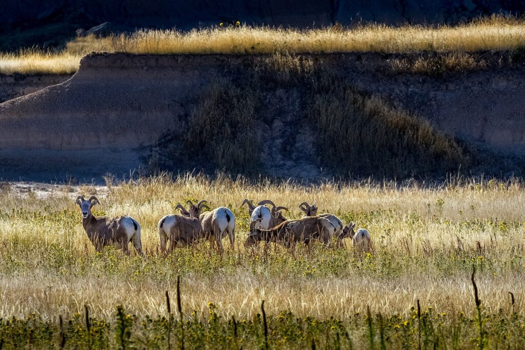 Small herd of bighorn sheep along the Castle Trail in Badlands National Park