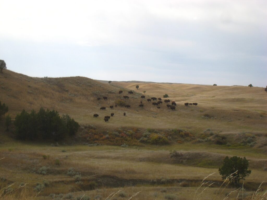Bison herd grazing in the Sage Creek area of Badlands National Park