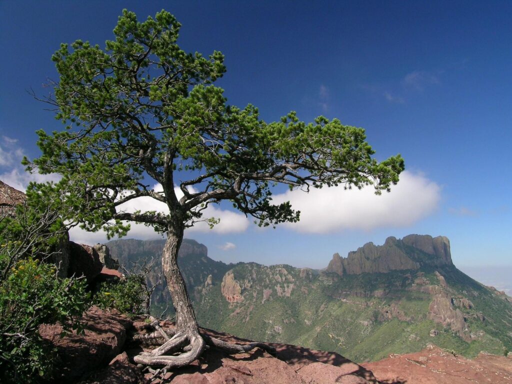 A windswept pine on a rocky overlook with a Chisos peak behind it in Big Bend National Park, Texas