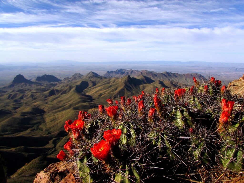 Red-flowering cactus in front of Chisos Mountains ridges in Big Bend National Park, Texas