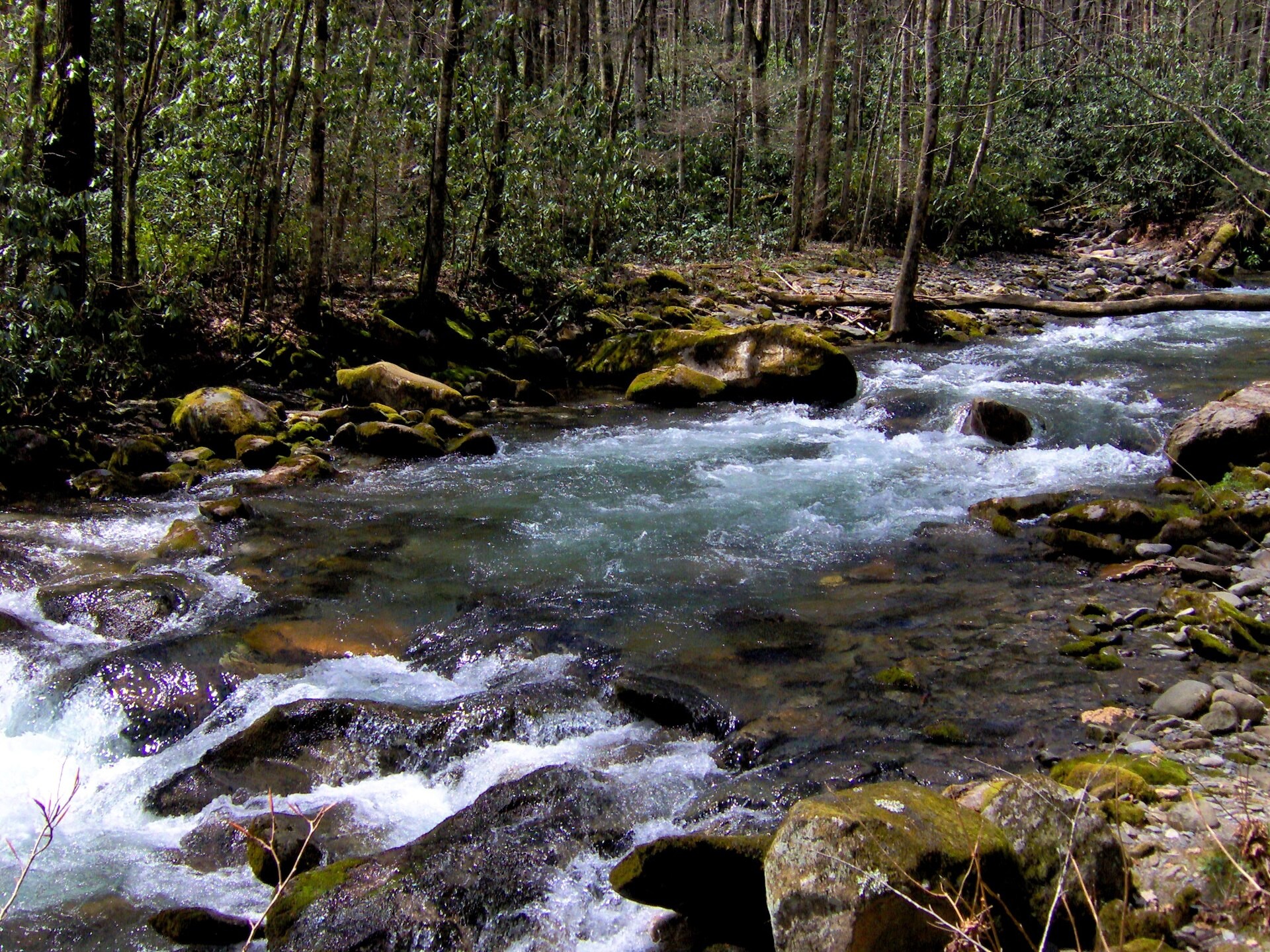 Big Creek flowing over boulders through forest in the eastern Great Smoky Mountains National Park