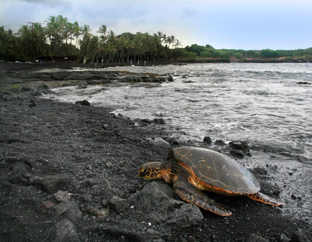 Green sea turtle resting on the black sand at Punalu'u Beach on Hawaii Island
