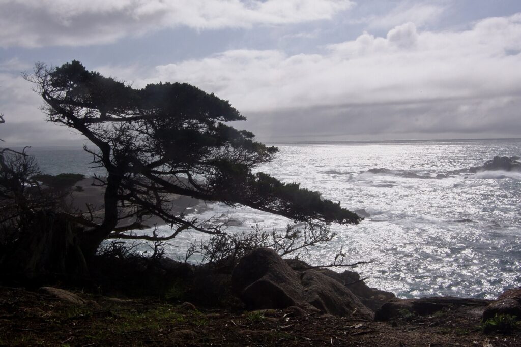 Cypress Grove Trail at Point Lobos looking south over Headland Cove and rocky shore