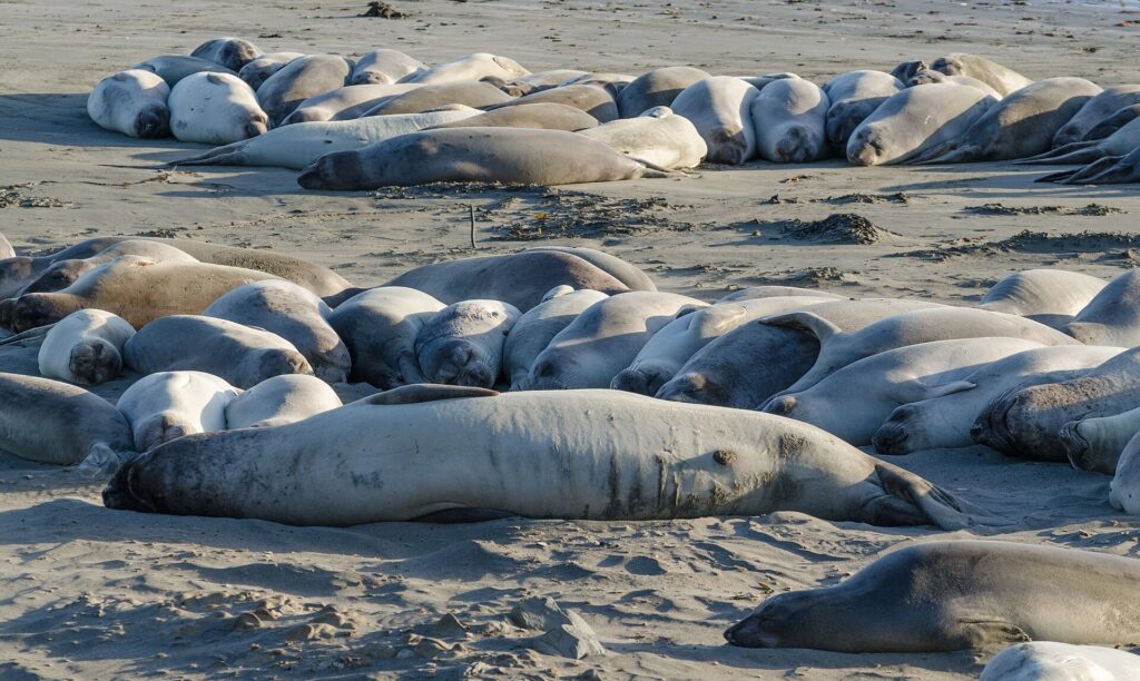 Elephant seals resting on the sand at the Piedras Blancas rookery near San Simeon