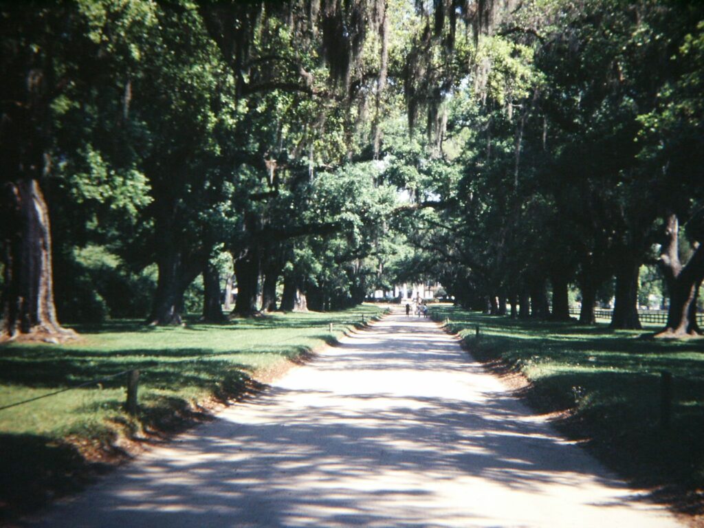 Dirt avenue lined with live oaks and hanging moss leading toward Boone Hall Plantation