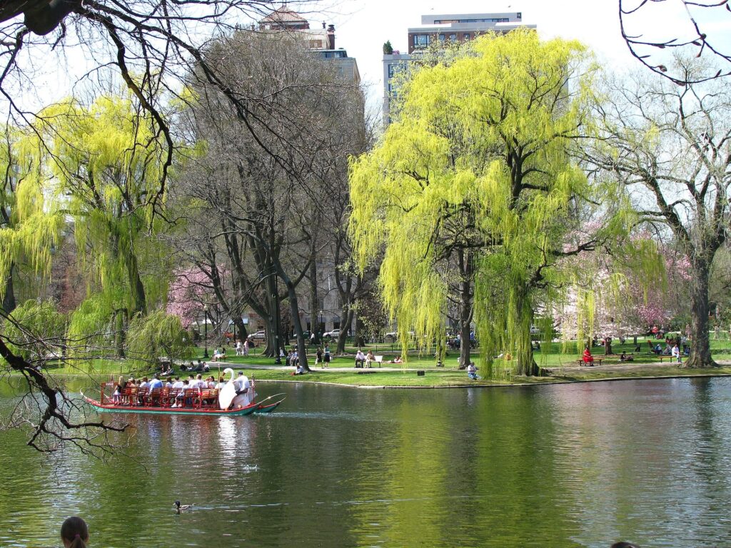 A Swan Boat crossing the lagoon in Boston Public Garden