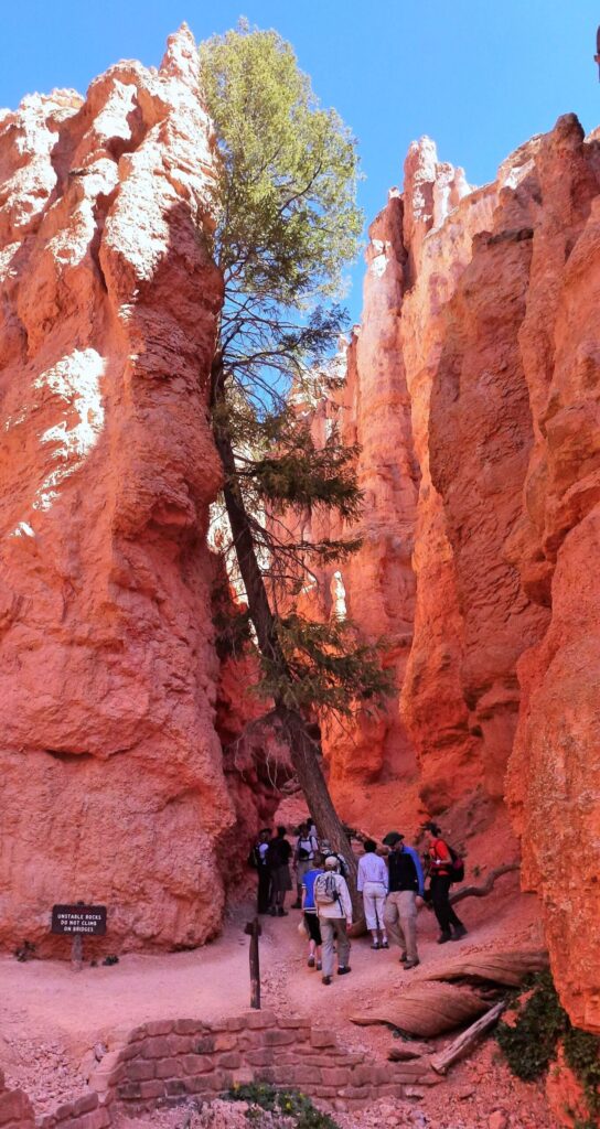 Hikers on a trail between tall red rock walls in Bryce Canyon National Park, Utah