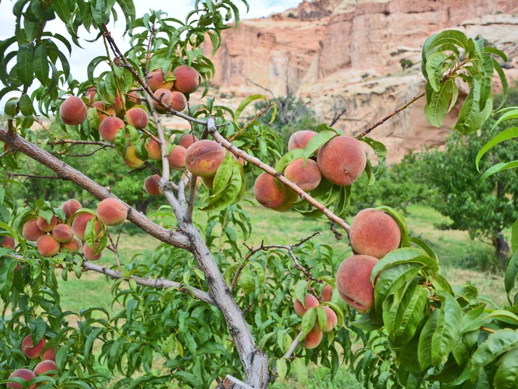Peach orchard in the Fruita Historic District of Capitol Reef National Park, Utah