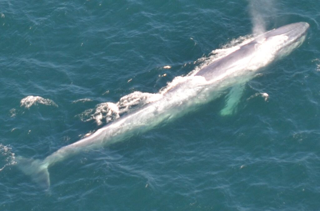 Blue whale surfacing in the Santa Barbara Channel seen from above