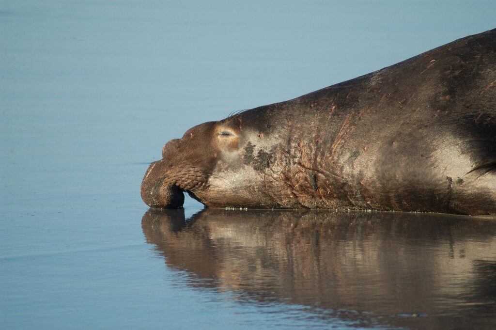Northern elephant seal resting at the water's edge on San Miguel Island