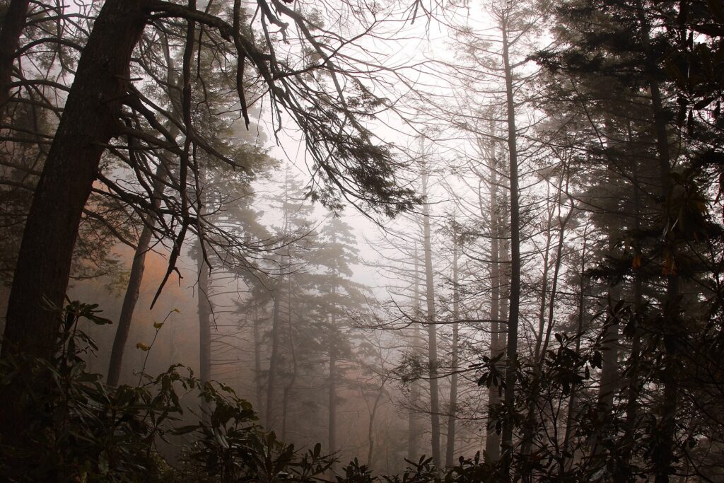 Fog drifting between tall trees and bare trunks in the forest near the Chimney Tops Trail