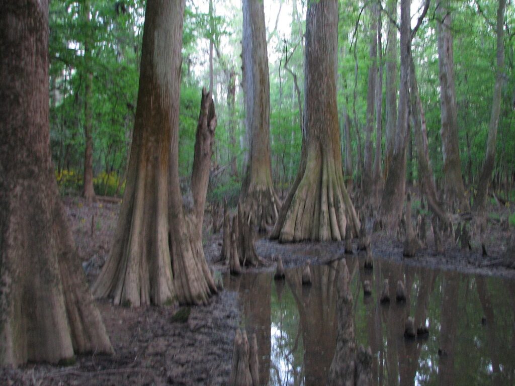 Bald cypress with knees in Congaree National Park, South Carolina