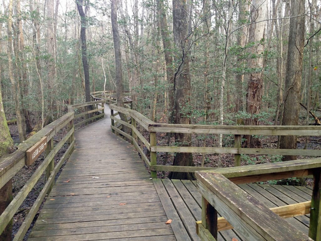 Elevated boardwalk through the forest in Congaree National Park, South Carolina