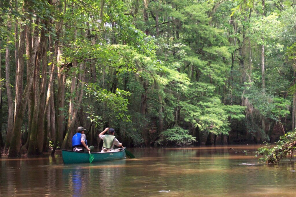 Paddlers canoeing Cedar Creek in Congaree National Park