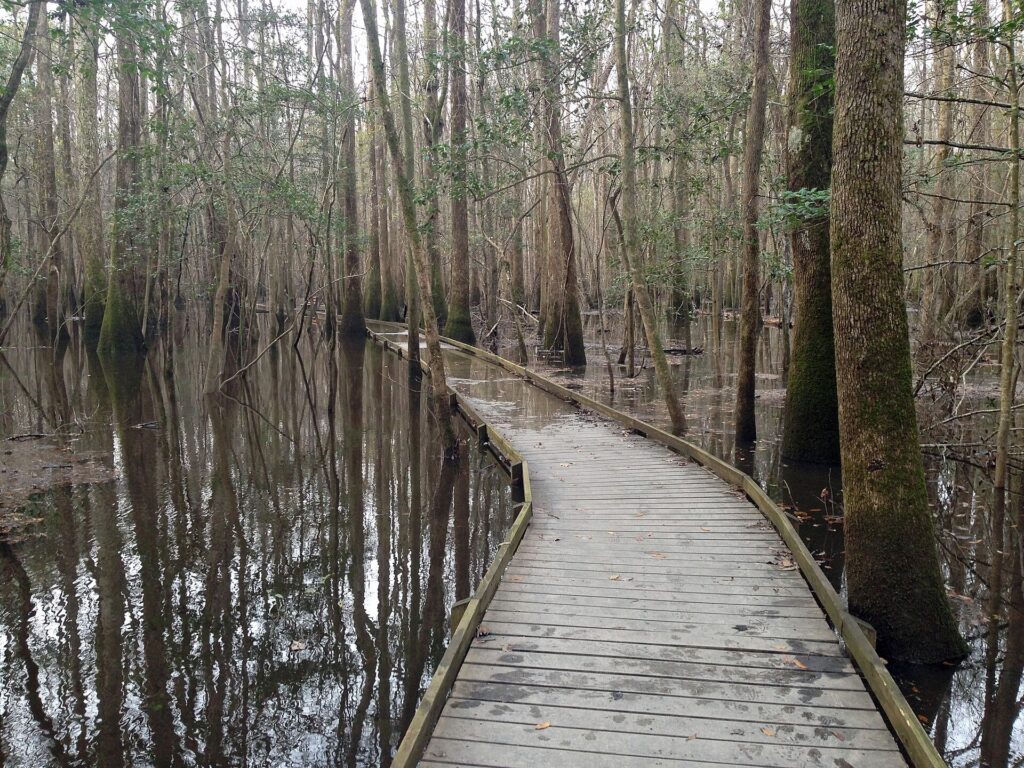 Floodwater covering the boardwalk in Congaree National Park, South Carolina