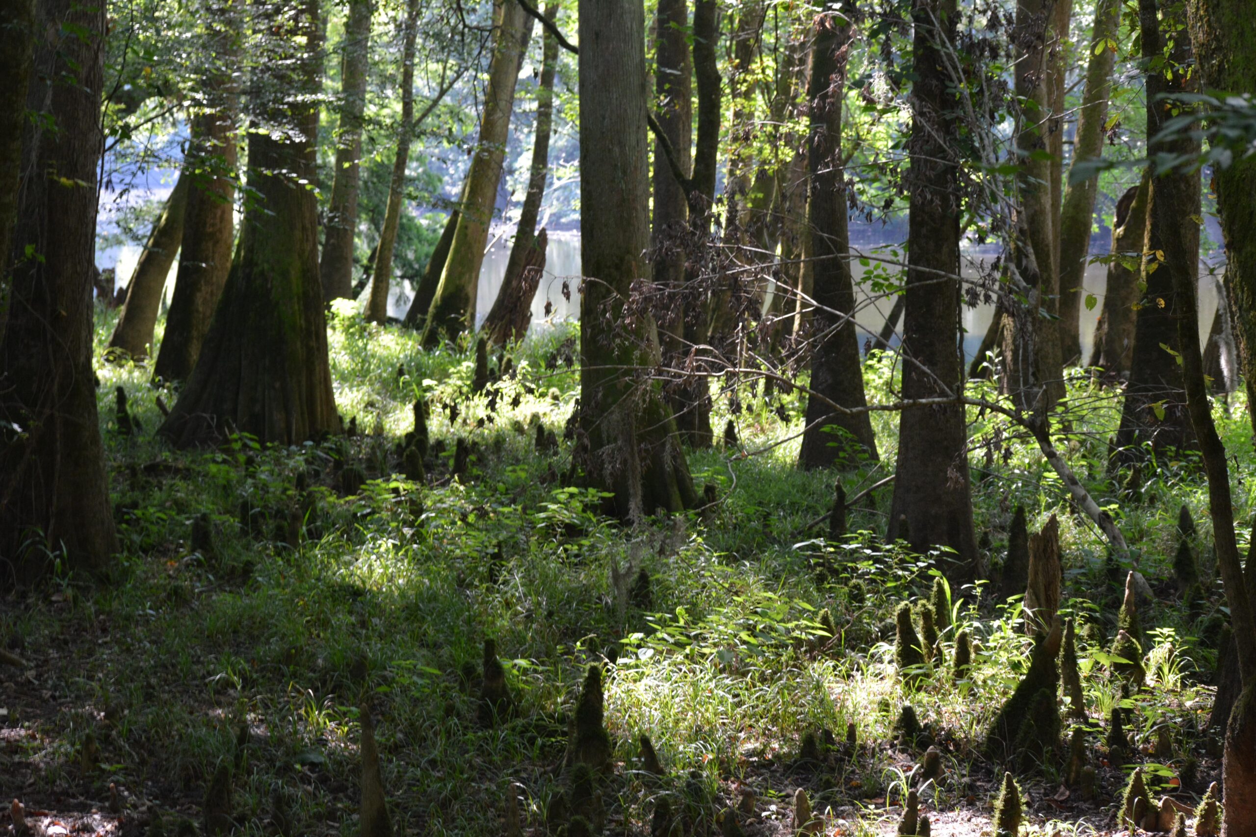 Old-growth floodplain forest in Congaree National Park, South Carolina