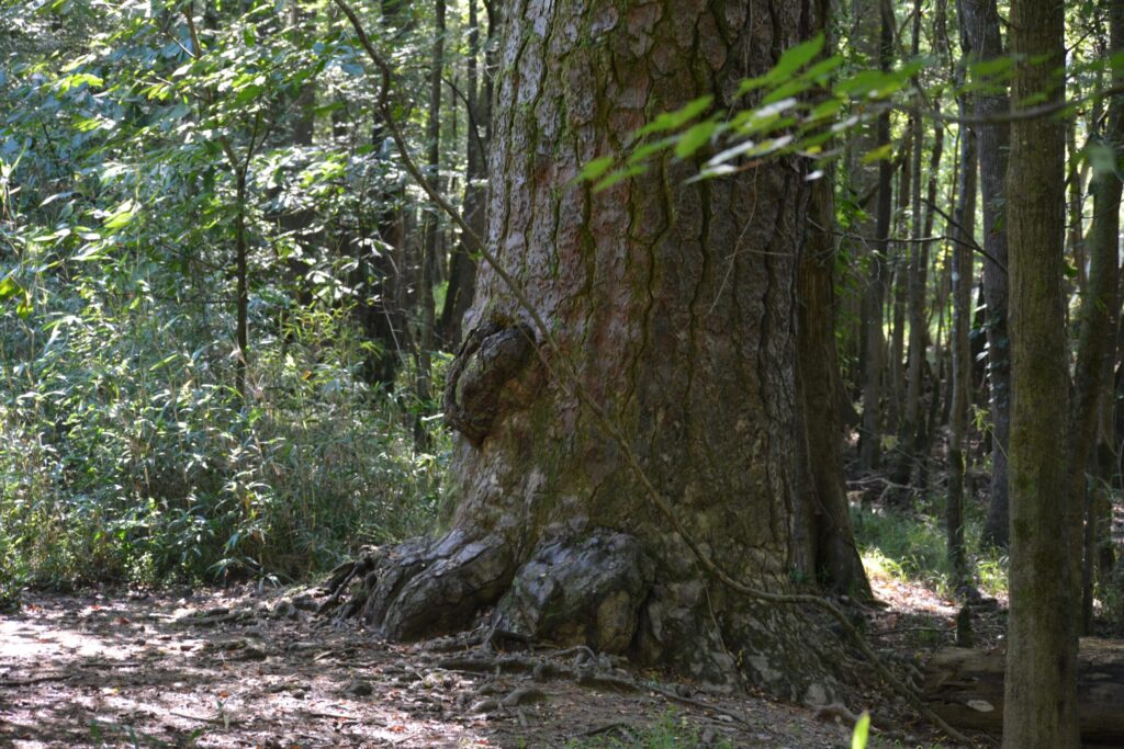 Tall loblolly pine in Congaree National Park, South Carolina
