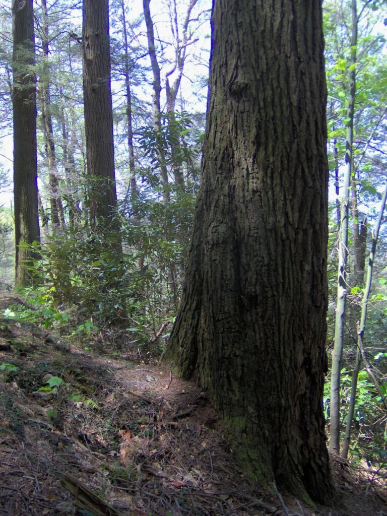 Large old-growth trees in Albright Grove along the Maddron Bald Trail near Cosby in Great Smoky Mountains National Park
