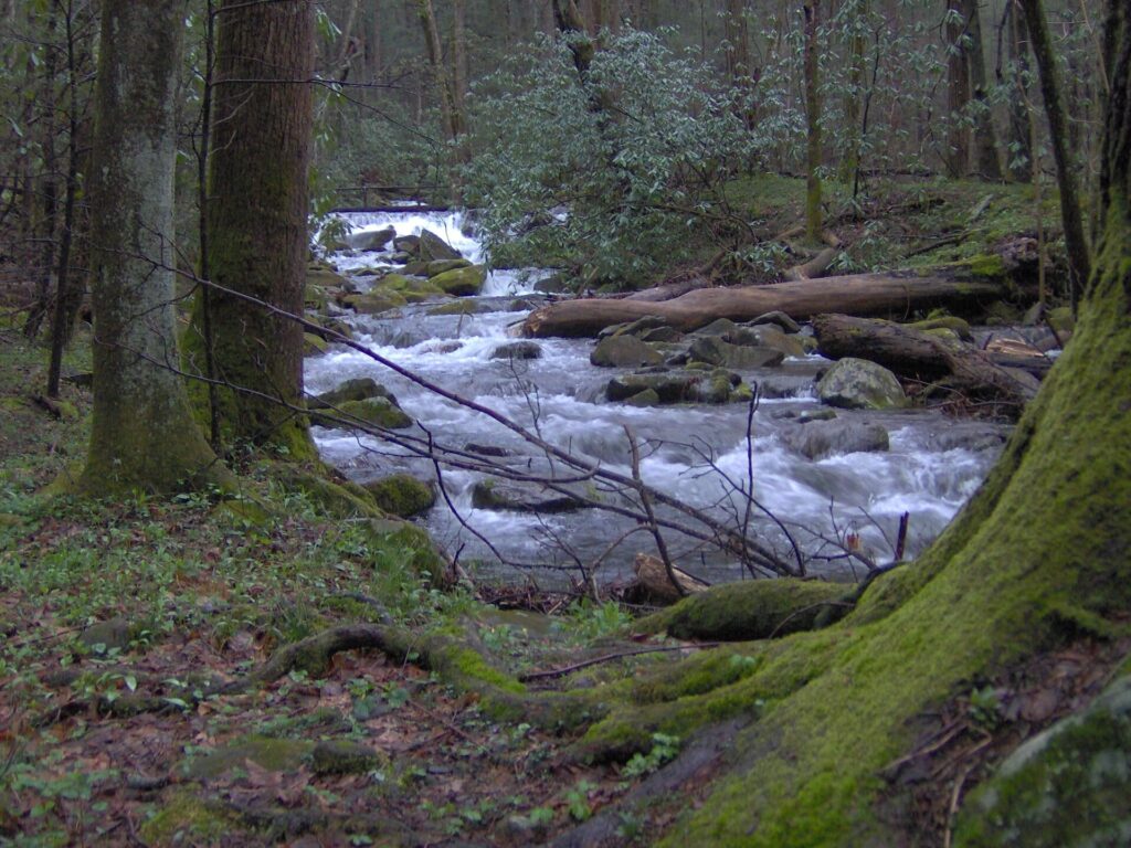Cosby Creek and hardwood forest seen from the Low Gap Trail in the Cosby area of Great Smoky Mountains National Park