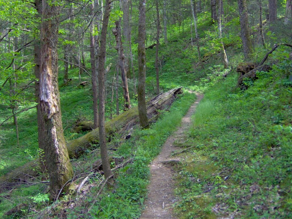 The Gabes Mountain Trail crossing a forested ridgeslope near Cosby in Great Smoky Mountains National Park