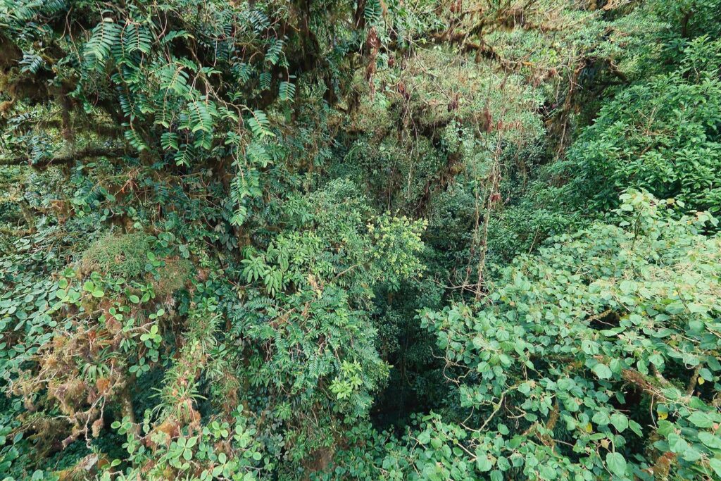 Cloud forest canopy in Monteverde, Costa Rica, seen from the suspension bridges
