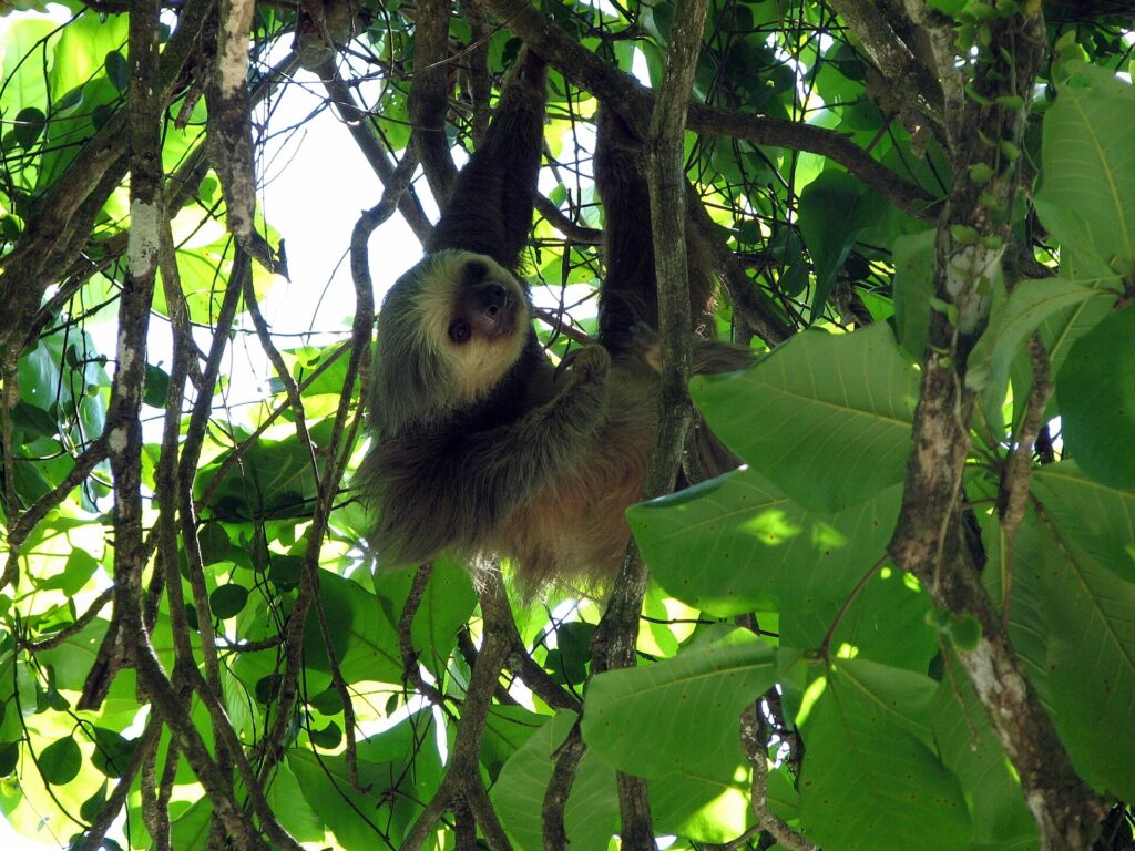 Hoffmann's two-toed sloth in a tree in Manuel Antonio National Park, Costa Rica