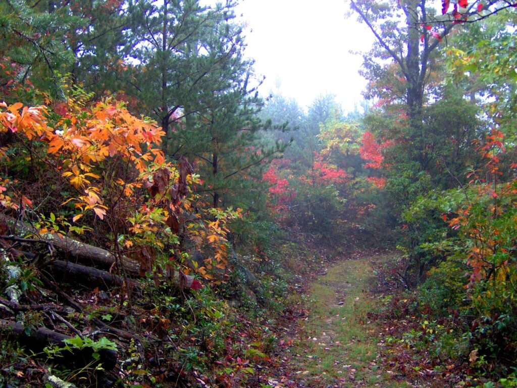 Mixed forest along the Cove Mountain Trail in Great Smoky Mountains National Park