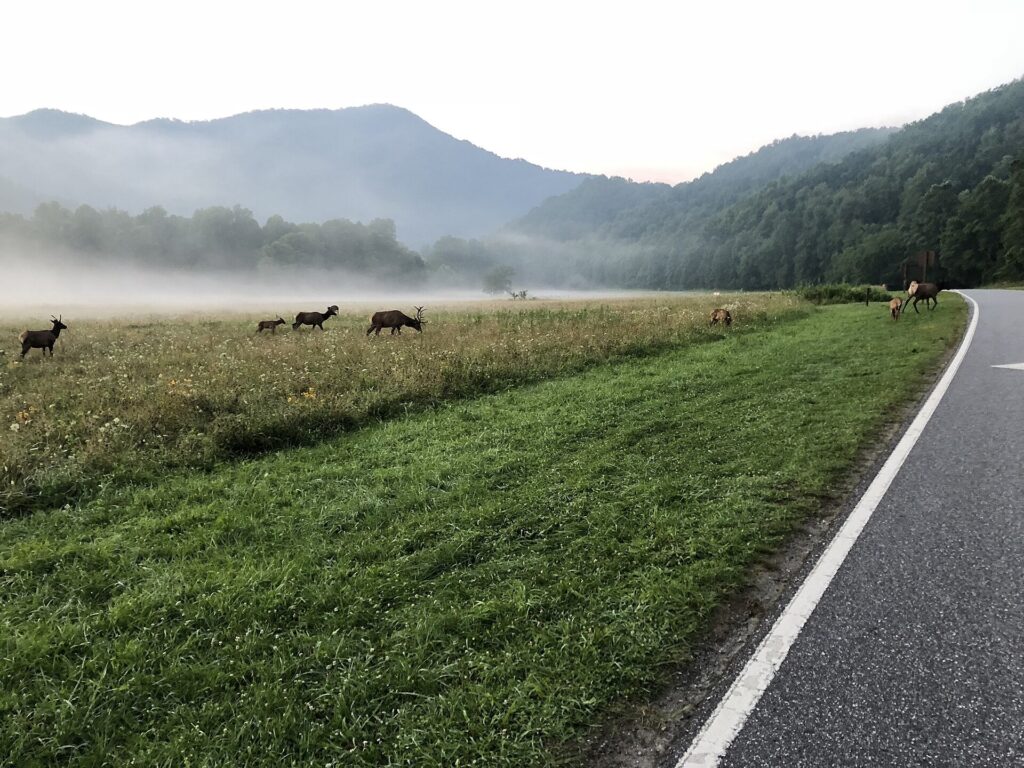 Elk standing in a field near the Oconaluftee Visitor Center in Great Smoky Mountains National Park