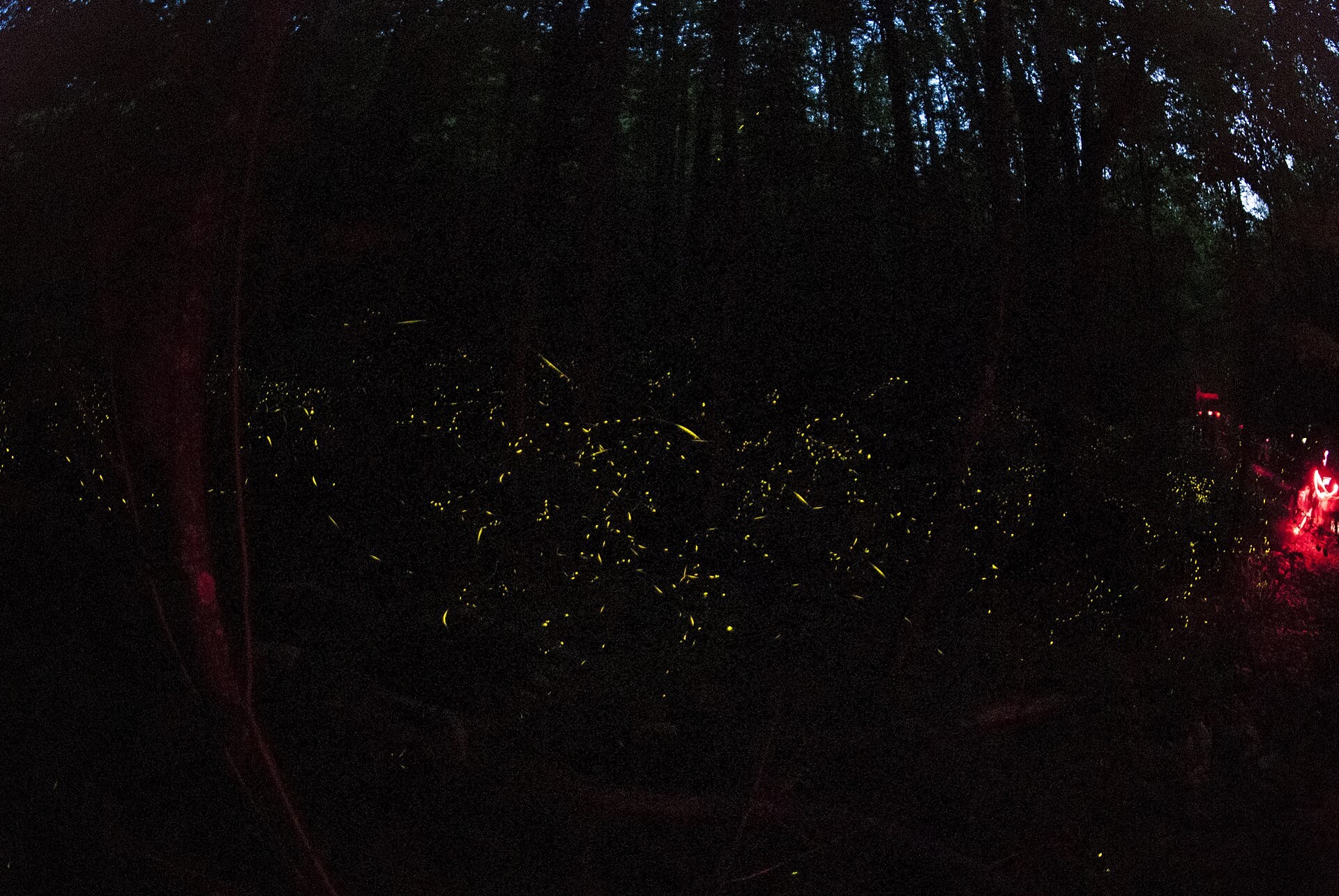 Small yellow firefly flashes scattered through dark woods in Great Smoky Mountains, with a red light glowing at the right edge
