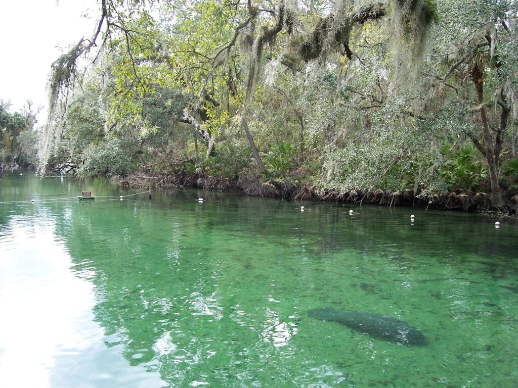 A manatee swimming in the clear green water of Blue Spring State Park in Orange City, Florida