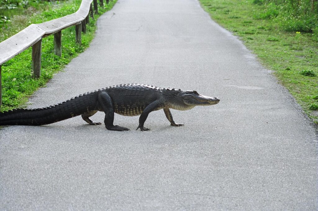 An alligator walking across the paved Anhinga Trail in Everglades National Park, Florida