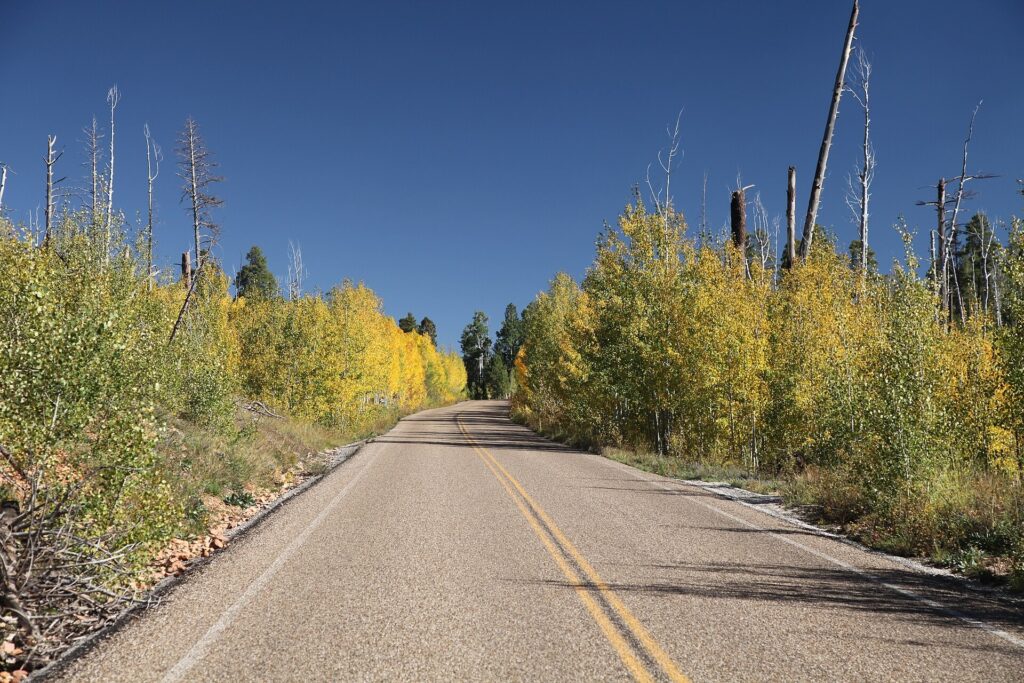 Forested road leading to Point Imperial on the Grand Canyon North Rim