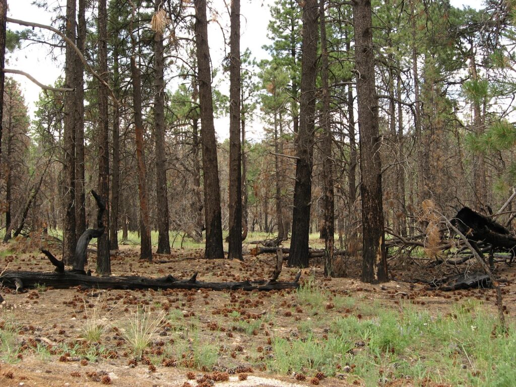 Ponderosa pine forest with scorched trunks and grass near Cape Royal on the Grand Canyon North Rim