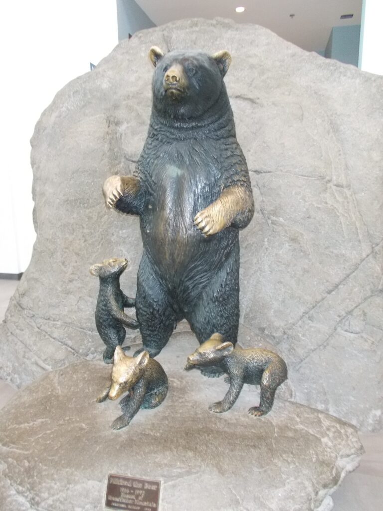Bronze bear statue of Mildred and her cubs at the Wilson Center on Grandfather Mountain