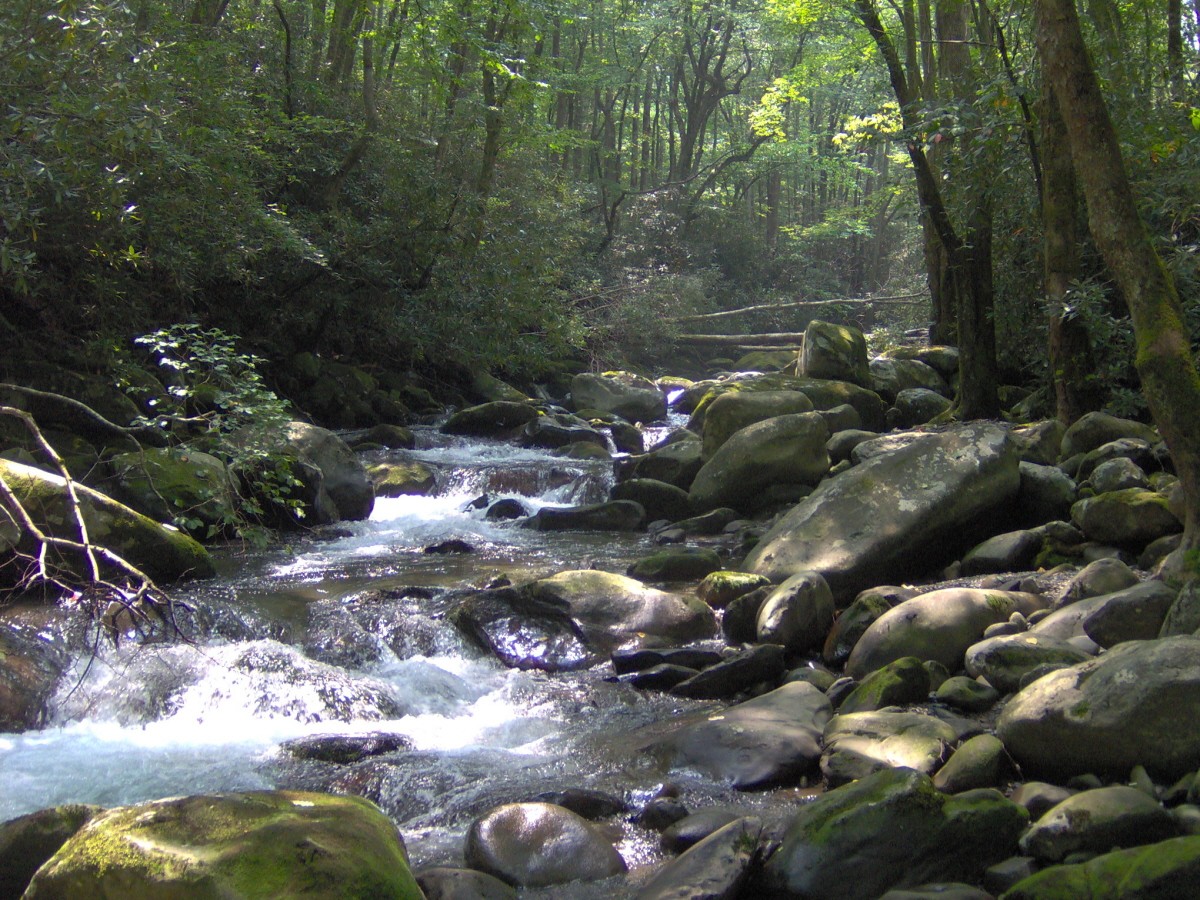 Porters Creek running over boulders in the Greenbrier area of Great Smoky Mountains National Park