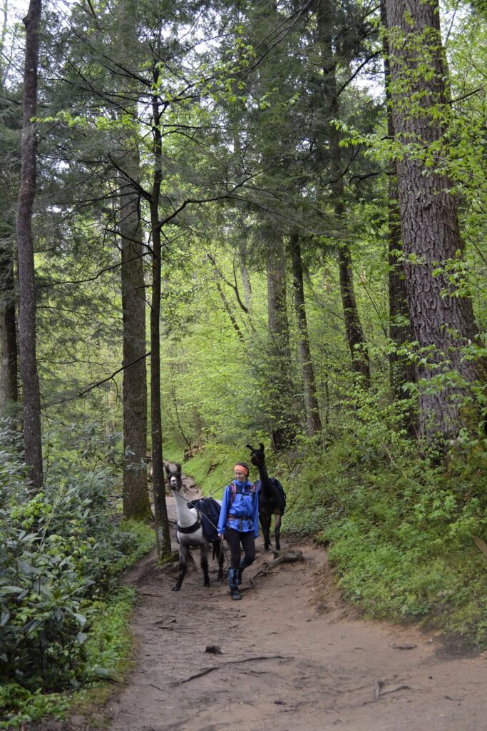 A hiker and two llamas meeting on the dirt Trillium Gap Trail in the Great Smoky Mountains