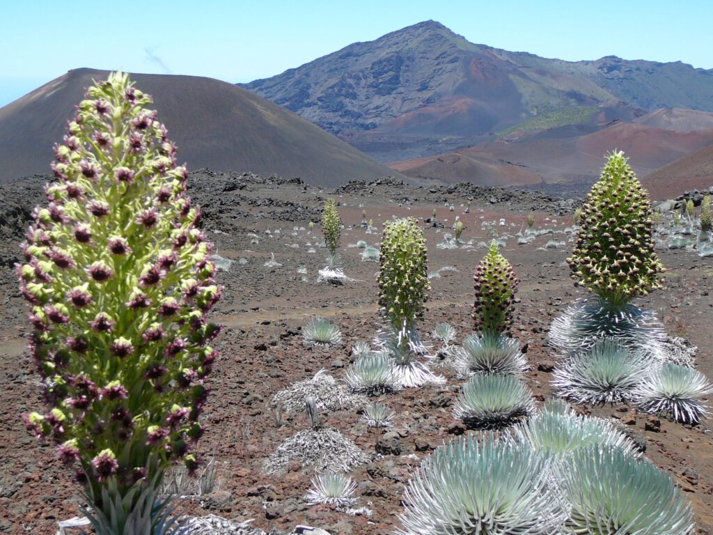 Silversword plants blooming in Haleakala crater