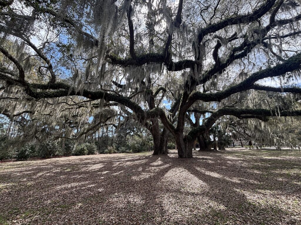 Old live oak with Spanish moss spreading over a shaded lawn at Honey Horn, Hilton Head Island