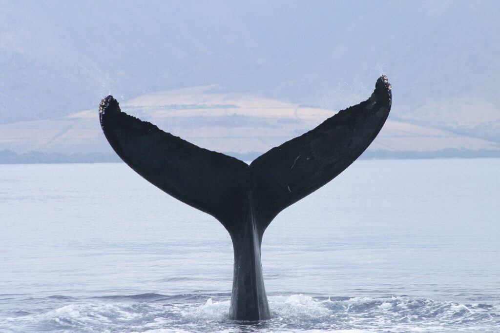 Humpback whale raising its tail flukes above the surface in Hawaiian waters